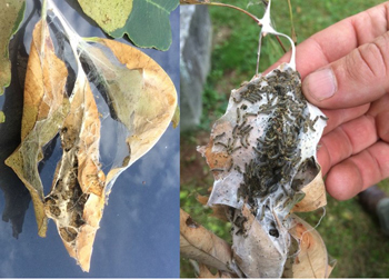 Late-summer browntail moth larvae and webs (Maine Forest Service Photos)